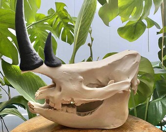 White Rhinoceros Skull Replica: 16