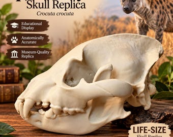 May include: A cream-colored spotted hyena skull replica with visible teeth and bone structure. Text on the image reads: Spotted Hyena Skull Replica, Crocuta crocuta, Educational Display, Anatomically Accurate, Museum-Quality Replica, LIFE-SIZE Skull Replica.