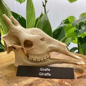 Giraffe Skull Replica – Life-Size Museum-Quality Animal Skull | Giraffa camelopardalis • Savanna Wildlife Decor • Educational & Collectible
