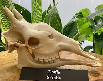 3D Printed Giraffe Skull Replica: Museum-Quality Animal Skull Model