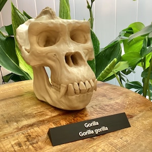 Gorilla Skull Replica | Museum-Grade Primate Model |Classrooms, Anthropology & Wildlife Education Evolution Gorilla 3d printed
