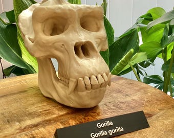 Gorilla Skull Replica | Museum-Grade Primate Model |Classrooms, Anthropology & Wildlife Education Evolution Gorilla 3d printed