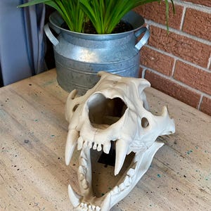 May include: A cream-colored animal skull replica featuring prominent upper and lower canine teeth, a wide nasal cavity, and a detailed jaw structure. The skull is mounted on a small black stand, showcasing the bone texture and anatomical features.