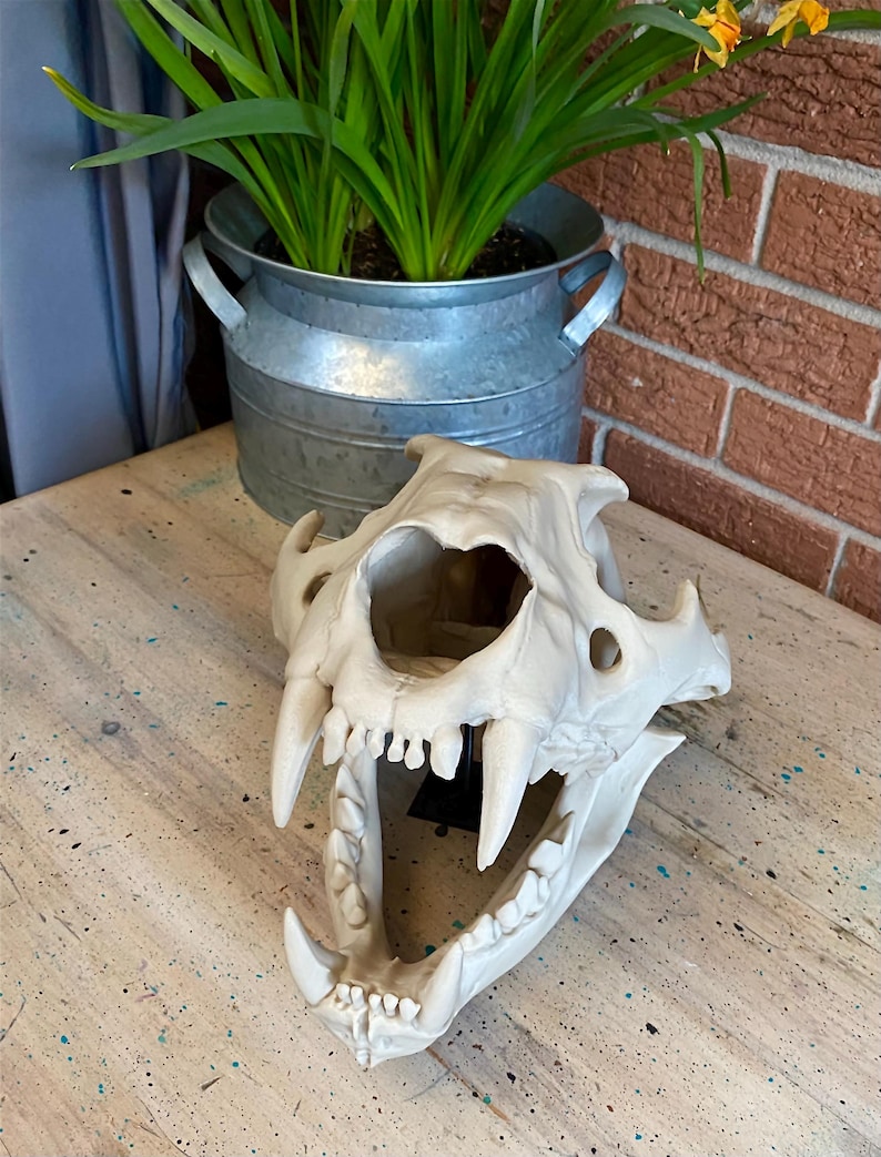 May include: A cream-colored animal skull replica featuring prominent upper and lower canine teeth, a wide nasal cavity, and a detailed jaw structure. The skull is mounted on a small black stand, showcasing the bone texture and anatomical features.