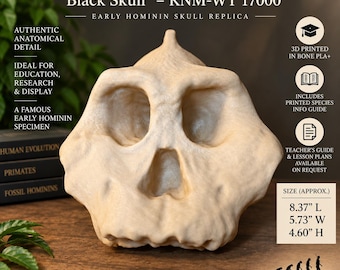 Paranthropus aethiopicus Skull Replica | KNM-WT 17000 Black Skull | Life Size Hominin Fossil Model | Human Evolution Anthropology