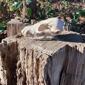 May include: A cream-colored animal skull featuring a prominent snout, visible teeth, and hollow eye sockets. The skull has a smooth, matte surface texture and is positioned in profile, displaying the structure of the cranium and jawbone clearly.