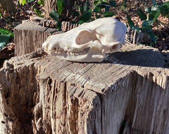 Bat-Eared Fox Skull Replica: 4.5" Wildlife Anatomy Model, 3d printed Educational Model