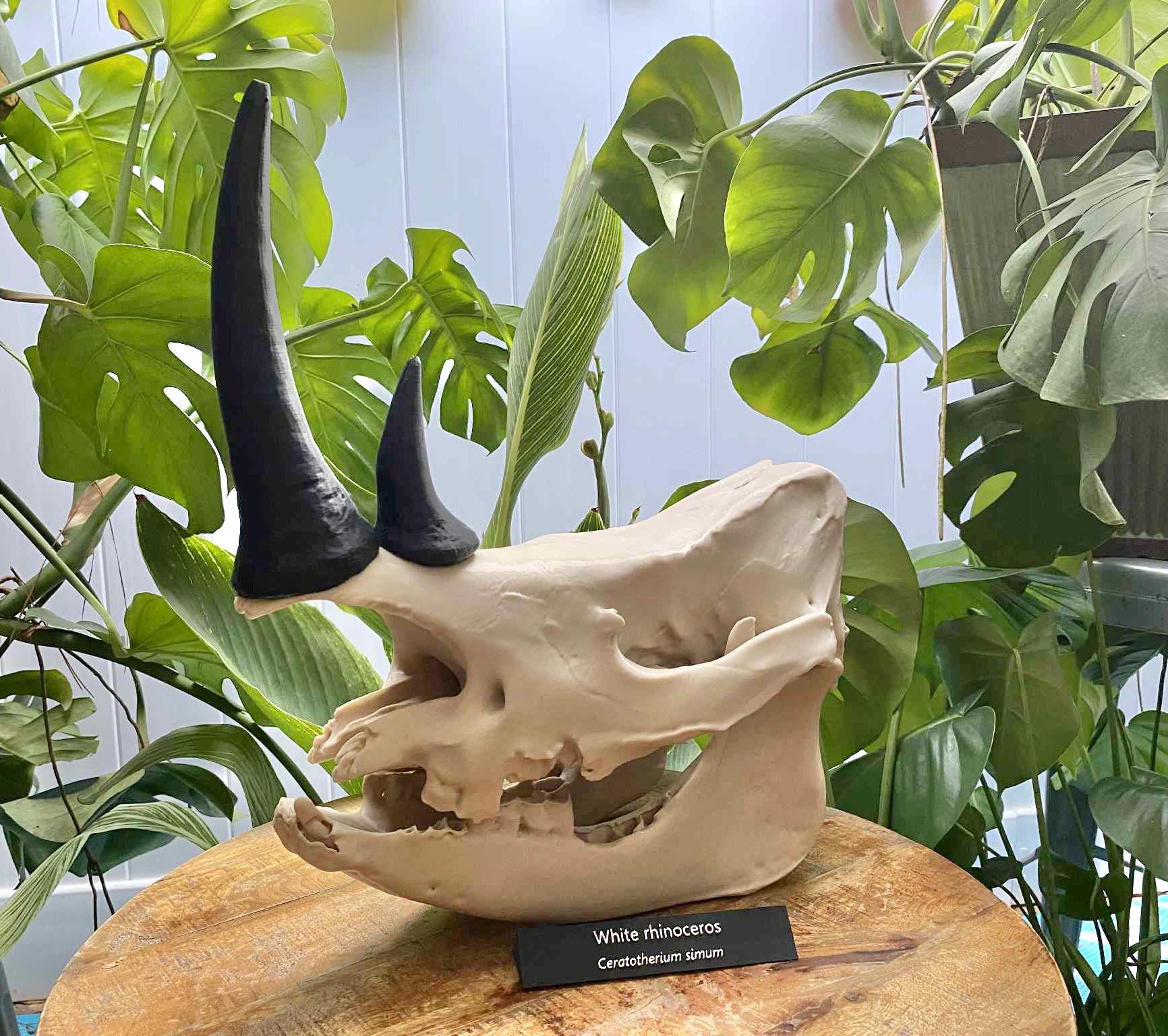 White Rhinoceros Skull Replica: 16