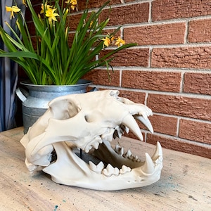 May include: A cream-colored replica of a large feline skull featuring prominent canine teeth and a detailed jaw structure. The skull is positioned on a light-colored surface, showcasing the intricate bone texture and sharp teeth of the predator.