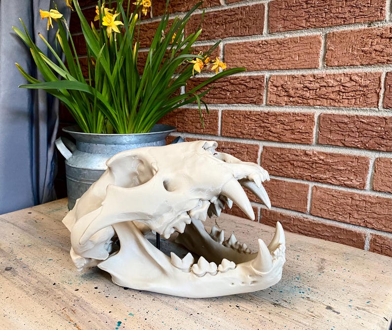 May include: A cream-colored replica of a large feline skull featuring prominent canine teeth and a detailed jaw structure. The skull is positioned on a light-colored surface, showcasing the intricate bone texture and sharp teeth of the predator.