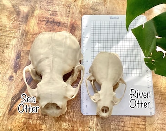 Sea Otter Skull Replica: Full-Size 3D Print, Bone PLA+ Model