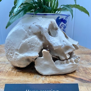 Homo Erectus Georgicus Skull Replica: Dmanisi Cranium & Jaw Model