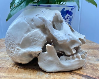 Homo Erectus Georgicus Skull Replica: Dmanisi Cranium & Jaw Model