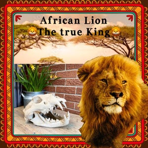May include: A graphic design featuring a lion head, a white animal skull, and a potted plant against a brick wall background. The text reads African Lion The true King, accompanied by two lion face emojis, all framed by a decorative orange border.