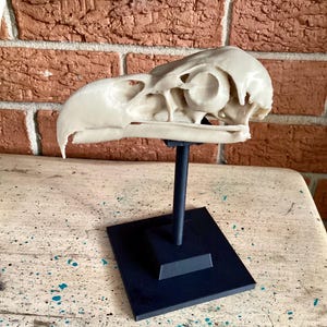 May include: A cream-colored bird skull replica mounted on a black stand. The skull features a curved beak, hollow eye sockets, and intricate bone structures. The stand consists of a vertical rod attached to a square base, providing a stable display.