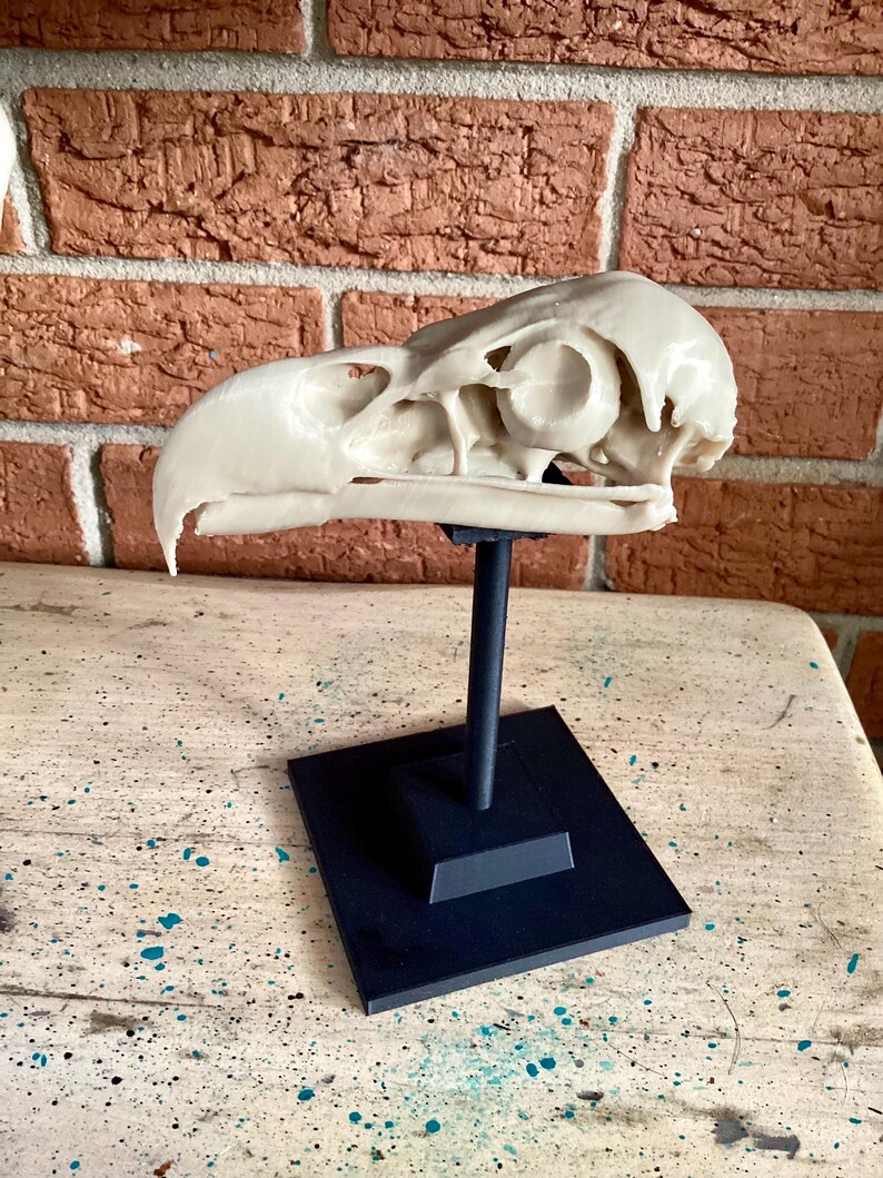 May include: A cream-colored bird skull replica mounted on a black stand. The skull features a curved beak, hollow eye sockets, and intricate bone structures. The stand consists of a vertical rod attached to a square base, providing a stable display.