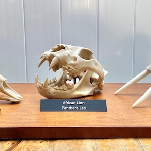 African Savanna Skull Replicas: Lion, Elephant & Giraffe - Museum Quality
