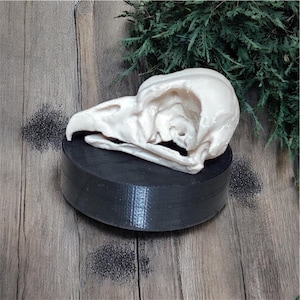 3D Printed King Vulture Skull Replica: Wildlife Decor with Display Stand
