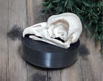 King Vulture Skull Replica: Wildlife Decor with Display Stand, 3d printed Educational Model