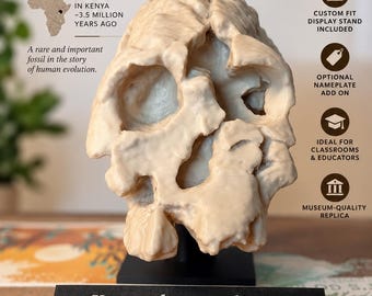 Kenyanthropus platyops KNM-WT 40000 Skull Replica | Life-Size Early Hominin Fossil Cranium | Human Evolution Teaching Model