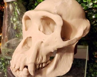 Replica a grandezza naturale del cranio di uno scimpanzé: modello di primate stampato in 3D.