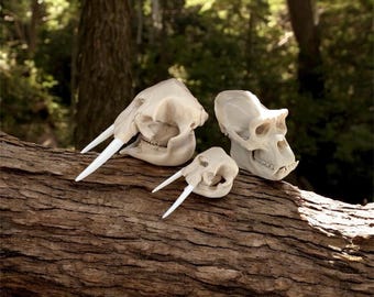 イエローカルサイト 恐竜 恐竜化石スカルチャーム、アンティークシルバー、TRexヘッド、自然史