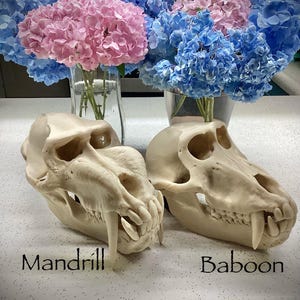 Lebensgroße Pavianschädel-Replik: Primaten-Deko in Museumsqualität mit Ständer