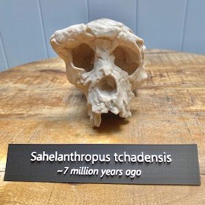以下が含まれることがあります： 詳細な骨格構造を持つ、ベージュ色のサヘラントロプス・チャデンシス頭蓋骨のレプリカ。前面の黒い看板には「Sahelanthropus tchadensis ~7 million years ago」と書かれています。
