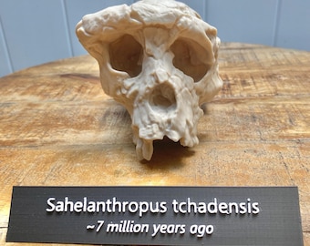 Réplica del cráneo de Sahelanthropus tchadensis: Fósil impreso en 3D con calidad de museo