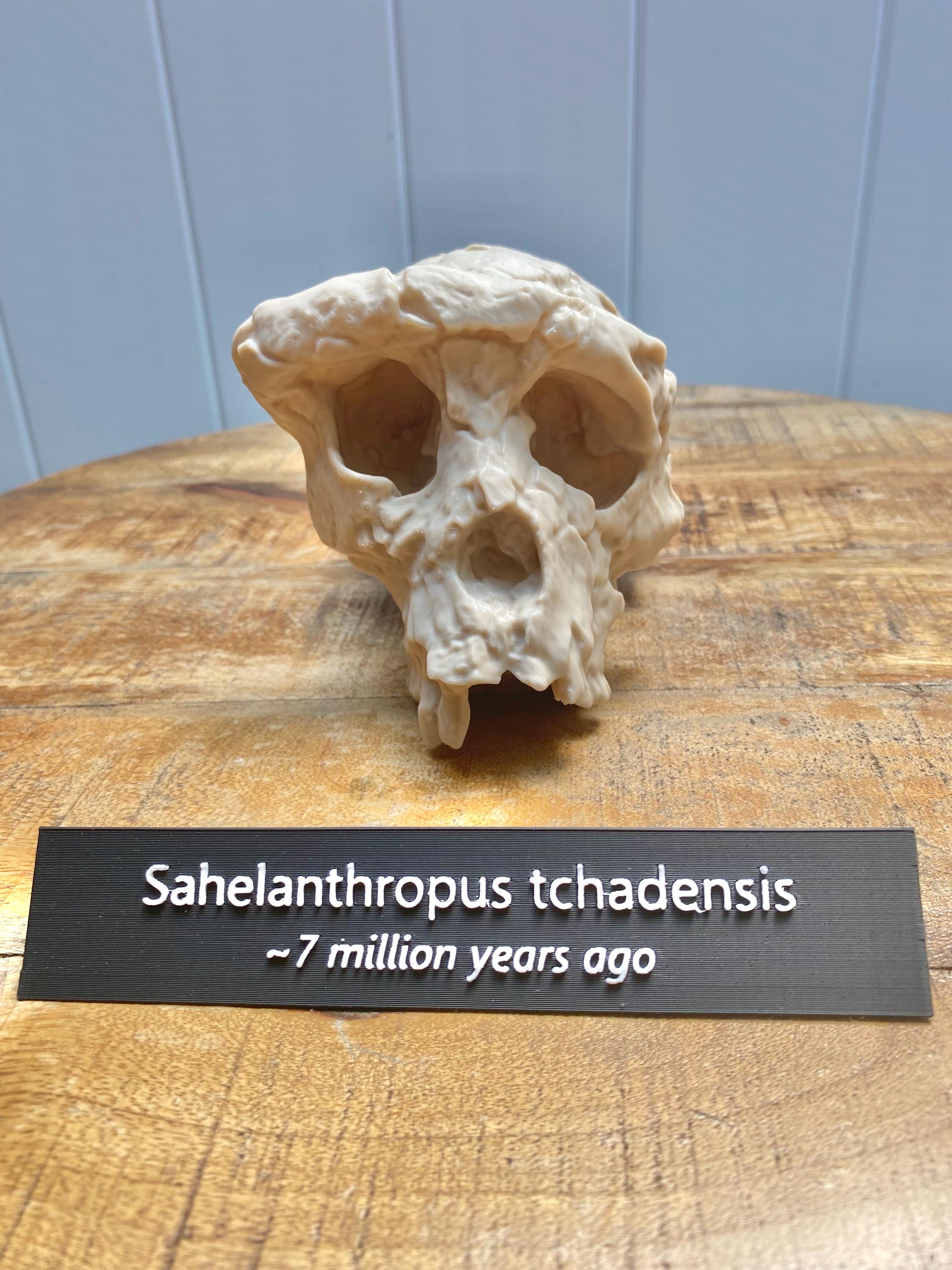 Sahelanthropus tchadensis - Etsy 日本