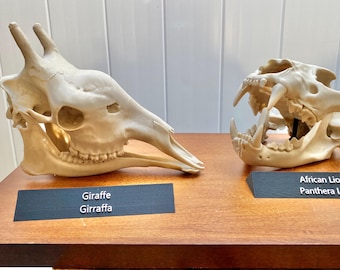 African Savanna Skull Replicas: Lion Elephant Giraffe 3d printed Educational Model