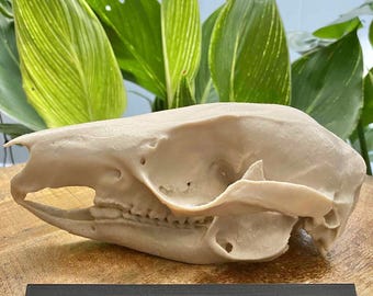 May include: A beige kangaroo skull, identified as Macropus rufus, positioned above a black rectangular plaque with the white text Kangaroo Macropus rufus printed on the front, displaying the bone structure in profile view.