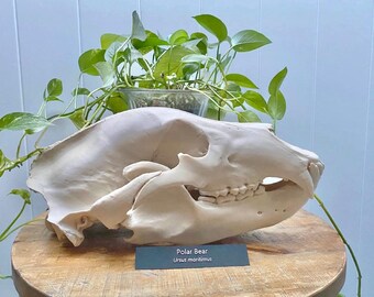 ヒグマの頭蓋骨レプリカ（博物館品質） - Etsy 日本
