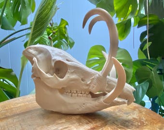 Babirusa Skull Replica: 12" Bone PLA+ Tusked Pig - Gothic Oddities Decor 3d printed replica