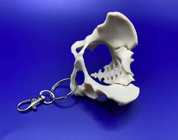 女性骨盤キーホルダー：解剖学ドゥーラへのギフト、医学記念品 - Etsy 日本