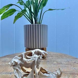 Atlantic Wolf Fish Skull Replica: 3D Printed Marine Predator, 6&quot; Life-Size