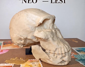 Homo naledi Neo LES1 Skull Replica | Hominin Reconstruction | Human Evolution Anthropology Museum Teaching Model