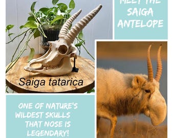 Antelope Skull Replica: Life-Size Ice Age 3d printed Educational Model