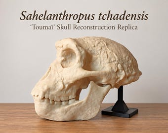 Sahelanthropus tchadensis Skull Replica | Toumaï Reconstruction | Life Size Hominin Skull | Human Evolution Model