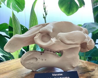 Manatee Skull Replica: Museum Quality Sea Cow Skeleton, Coastal Decor,3d printed Educational Model