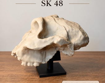 Paranthropus robustus SK 48 Skull Replica | Life-Size Hominin Fossil Cranium | Anthropology Teaching Model + Stand