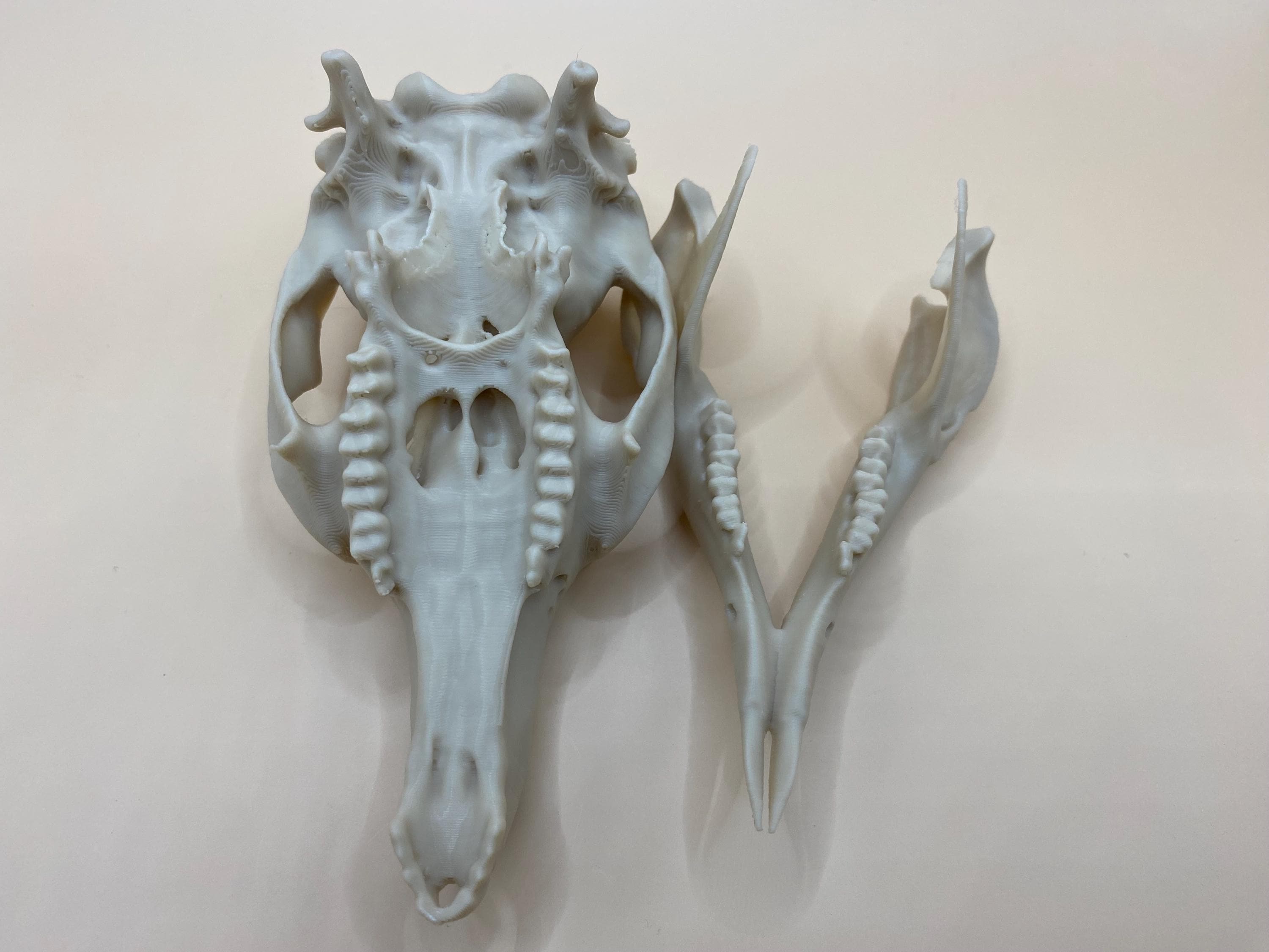 Wallaby Skull Replica: 5