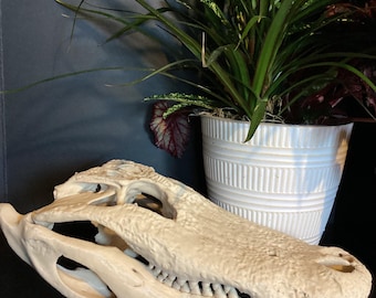 Replica alligatorschedel: natuurhistorisch decor, 3D-geprint educatief model