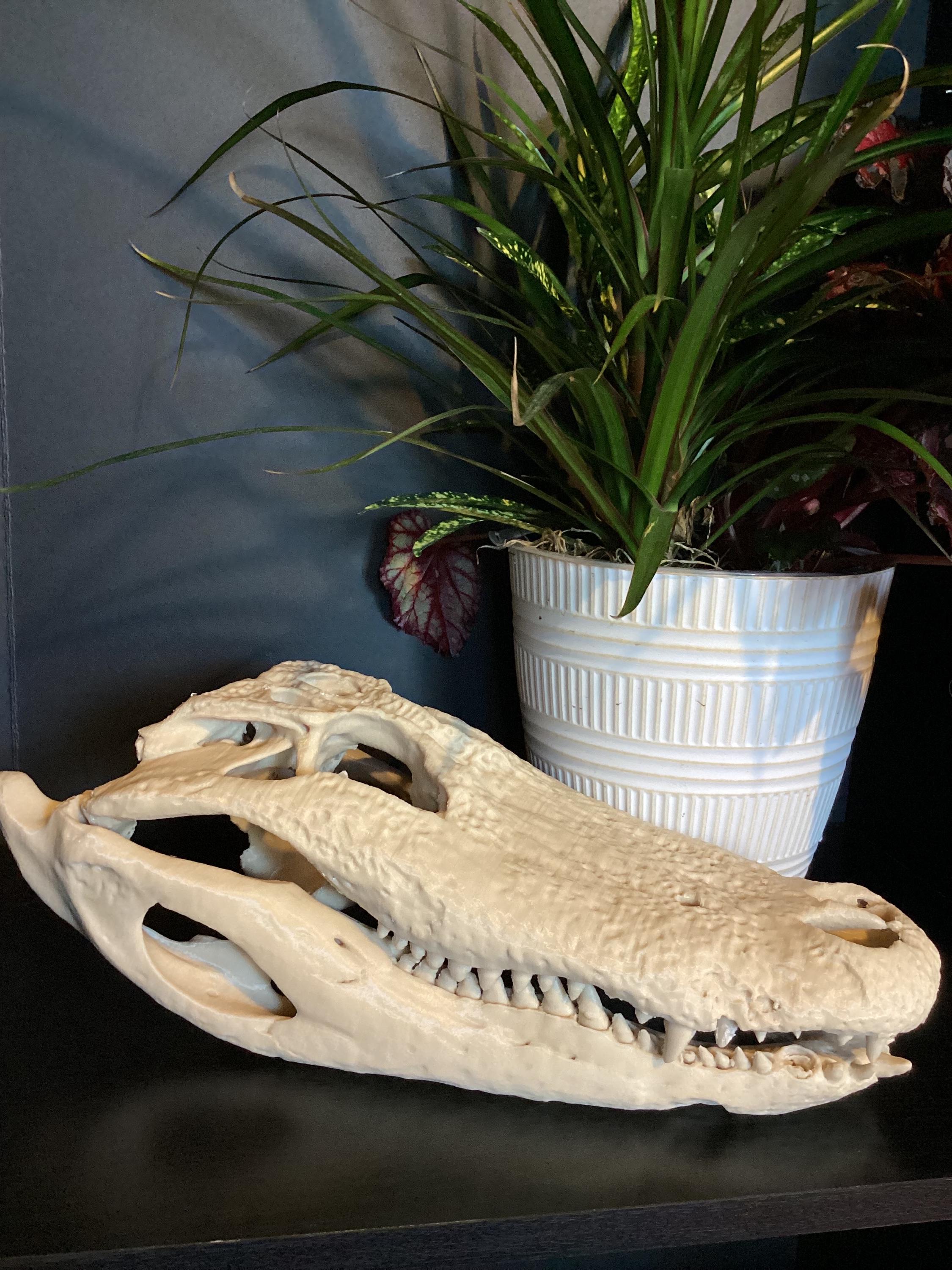 Alligator Skull Replica: Natural History Decor, 3d Printed