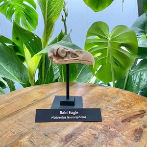 May include: A beige bald eagle skull replica mounted on a thin black metal rod and a square black base. A rectangular black plaque is attached to the front, featuring the white text "Bald Eagle" and the scientific name "Haliaeetus leucocephalus".