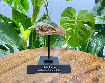 Bald Eagle Skull Replica: Museum-Quality Bird Model with Stand, 3d printed Educational Model
