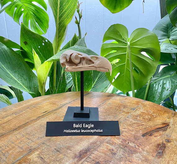 Bald Eagle Skull Replica: Museum-Quality Bird Model with Stand, 3d printed Educational Model