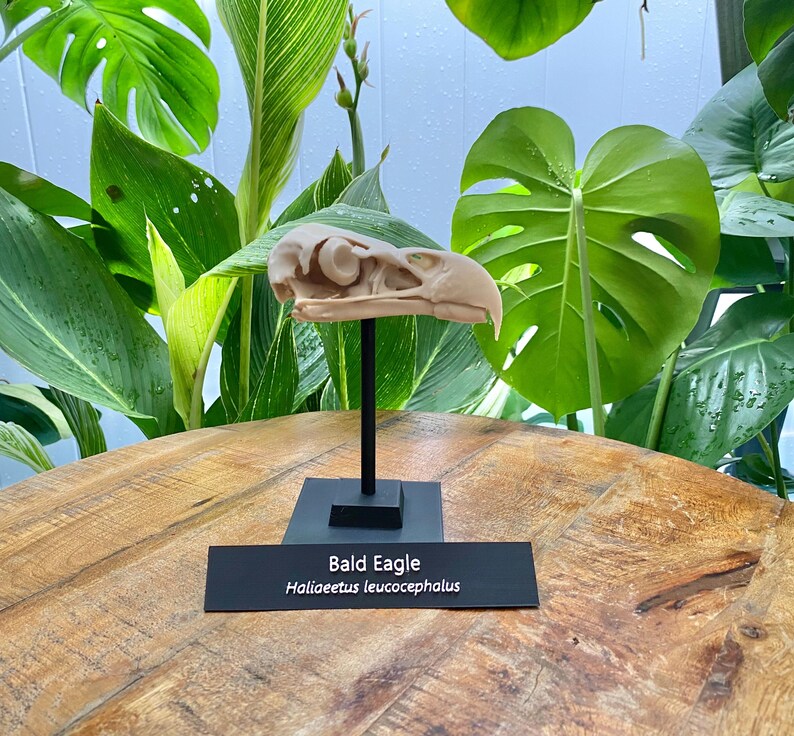 May include: A beige bald eagle skull replica mounted on a thin black metal rod and a square black base. A rectangular black plaque is attached to the front, featuring the white text "Bald Eagle" and the scientific name "Haliaeetus leucocephalus".