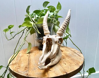 Antelope Skull Replica: Life-size Ice Age 3d Printed Educational