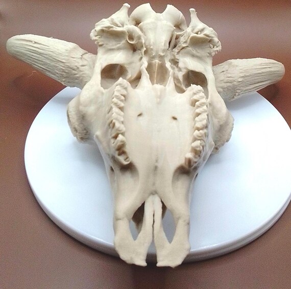 剥製 アメリカバイソン 頭蓋骨 Vintage Bison Head Trophy アメリカン 